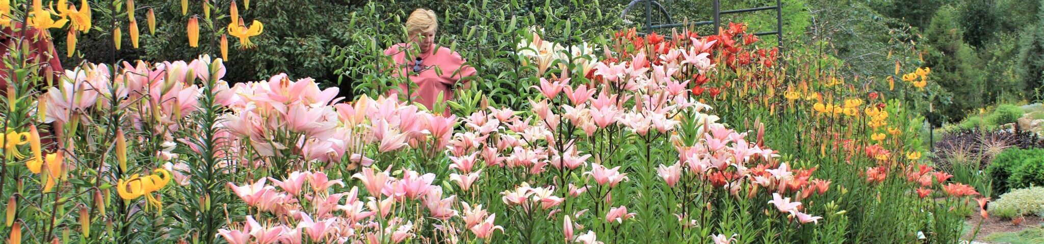 A woman in a pink shirt meanders through a dense garden of pink, yellow, and red lilies