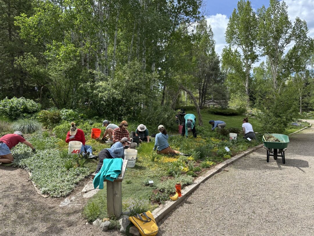 Group of volunteers at Social Gardening working in the Sensory Garden