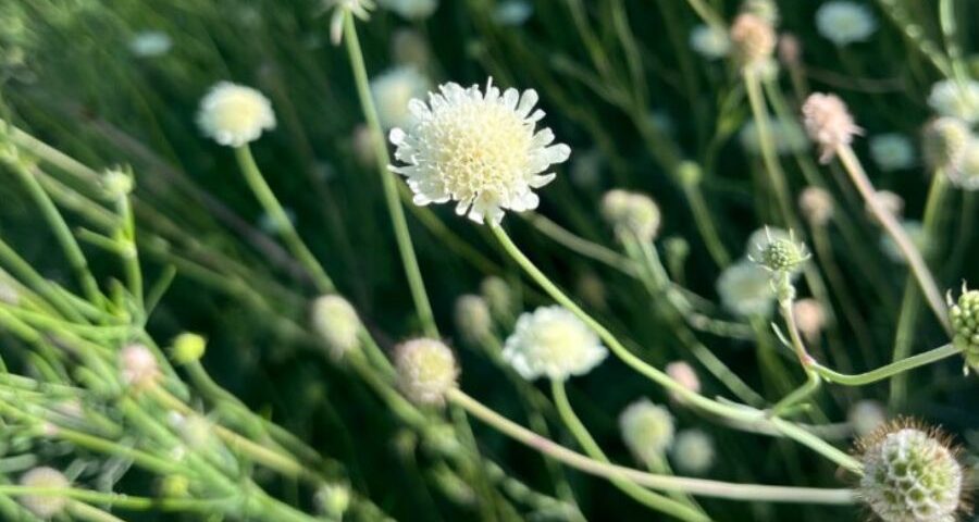 Flowers in a field