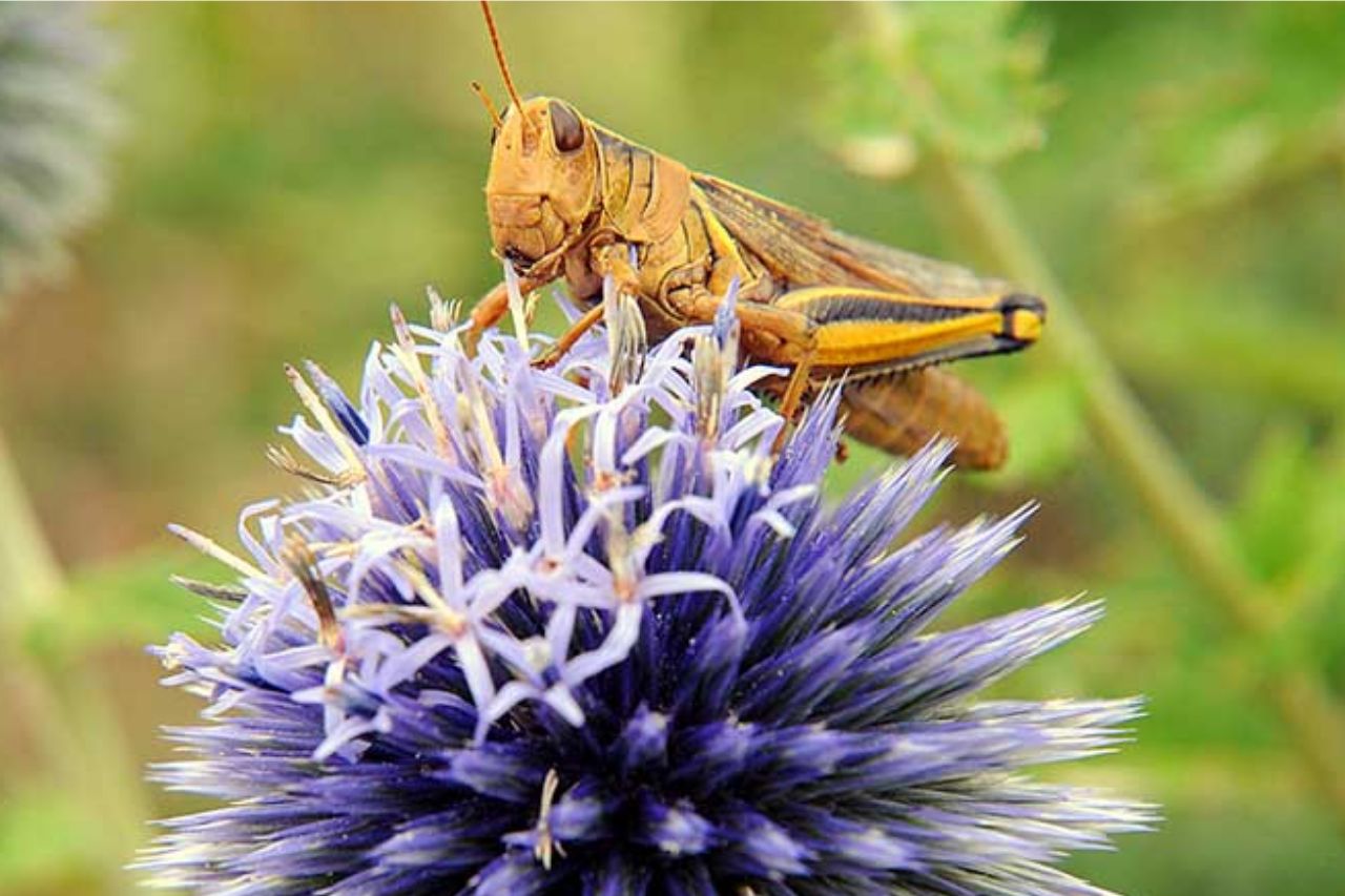 Macro close up of a grasshopper sitting on top of a purple flower