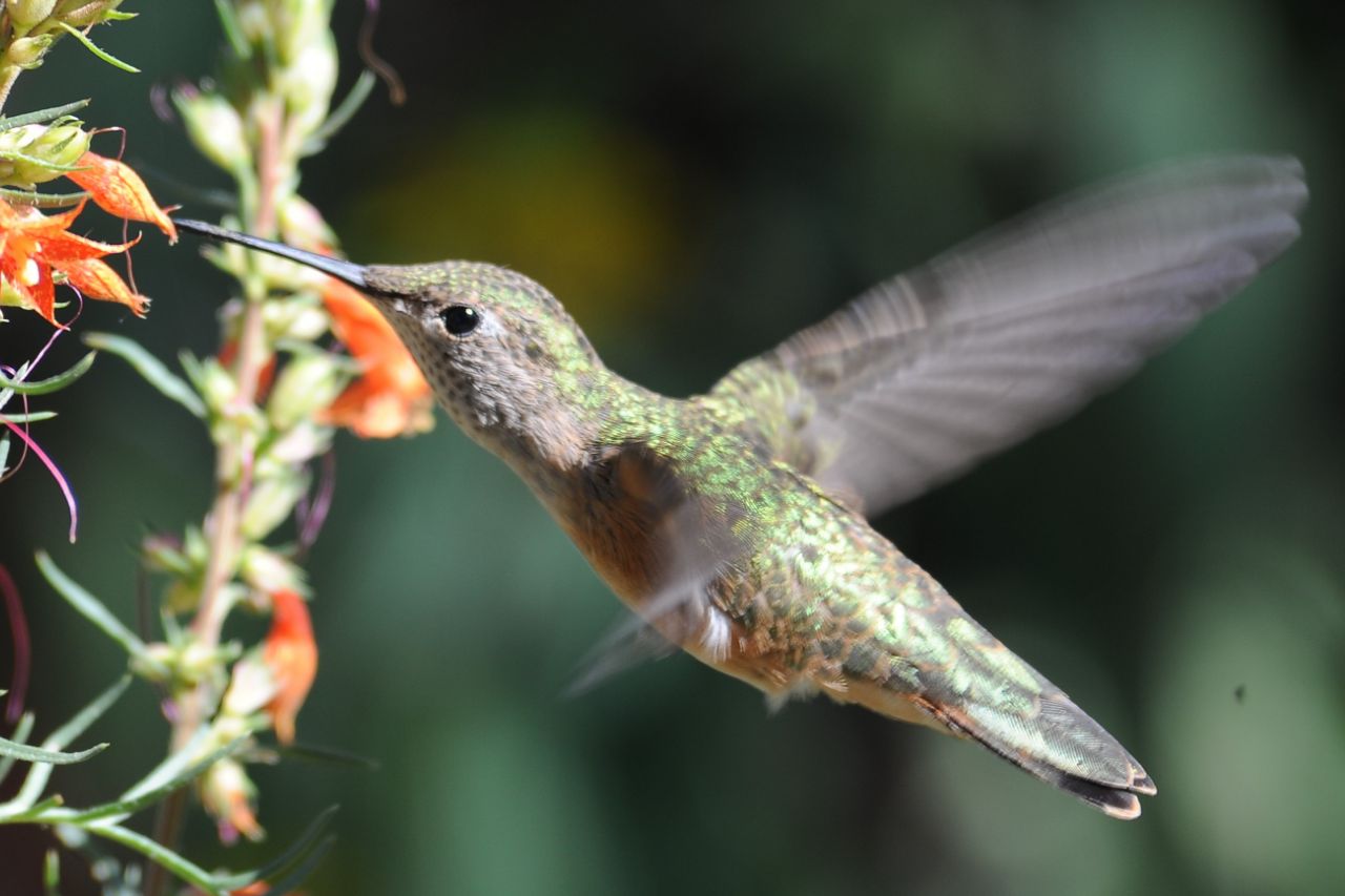 Macro closeup of a hummingbird drinking from an orange flower