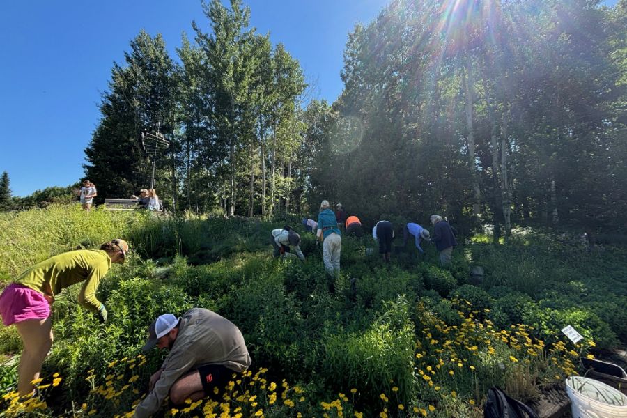 Several people tending to a large garden.