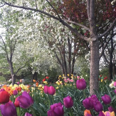 Landscape of flowers and trees