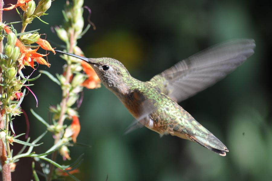macro close up of a hummingbird drinking from an orange flower