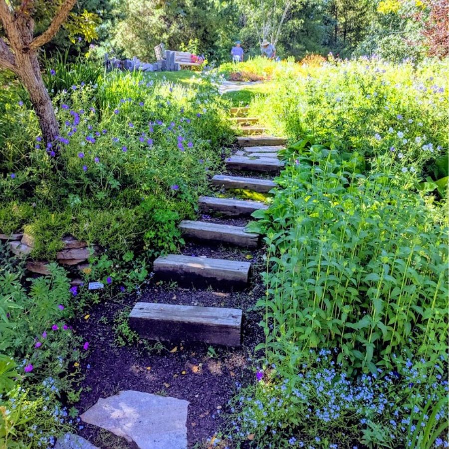 stone pathway through a verdant garden