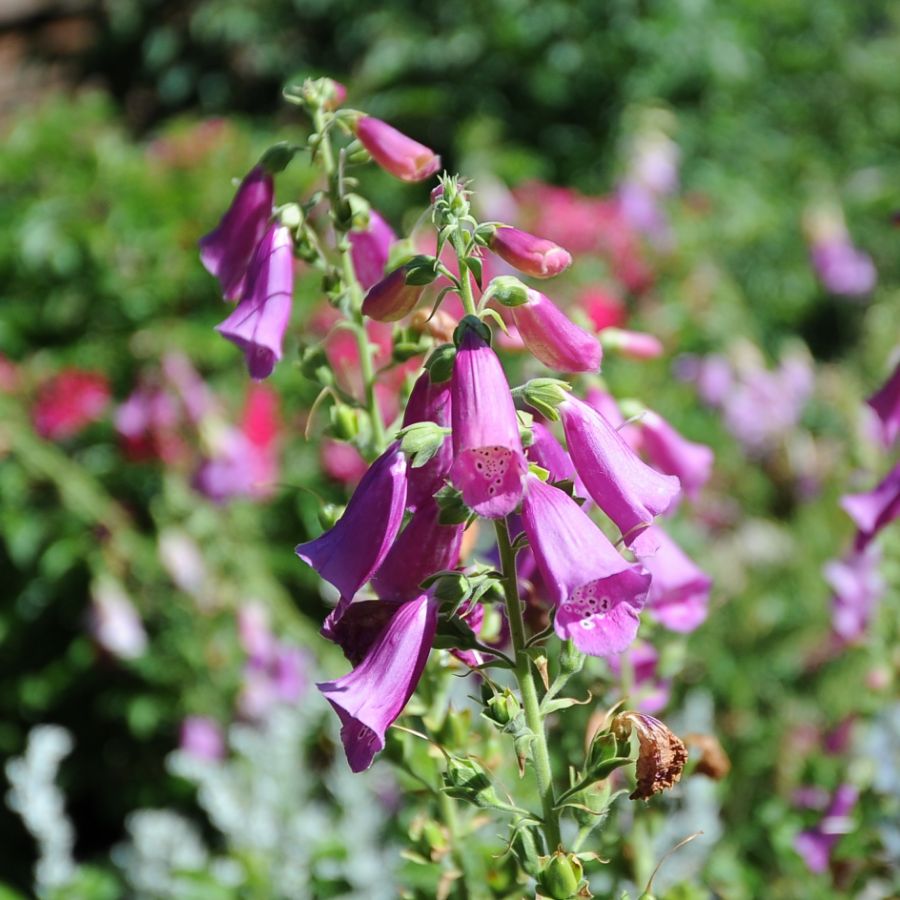 macro closeup of pink bell shaped flowers