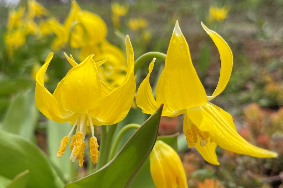 macro closeup of bright yellow flowers