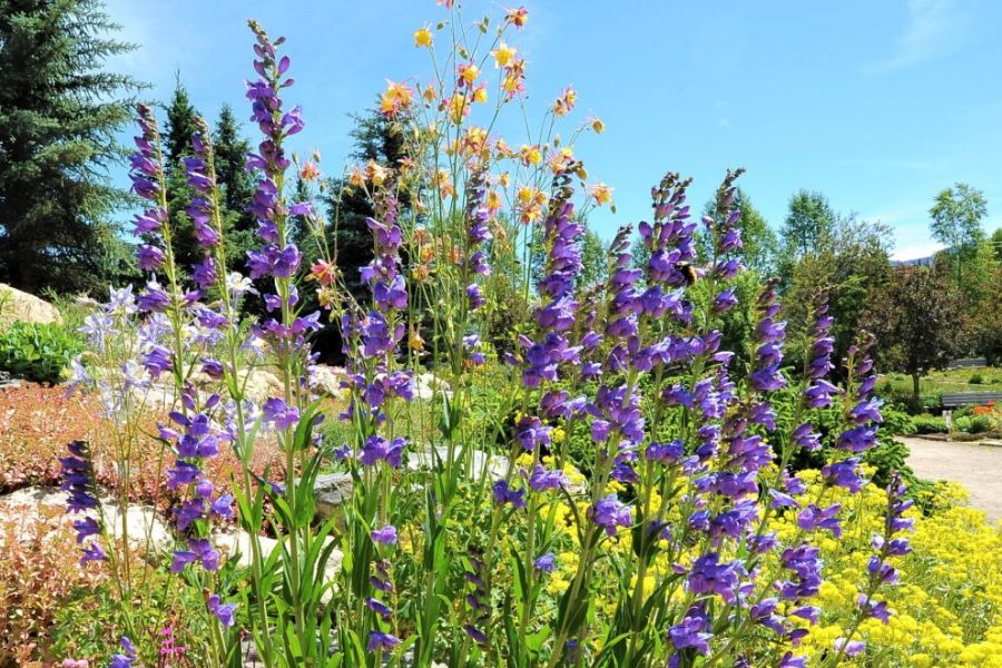close up of purple and yellow flowers