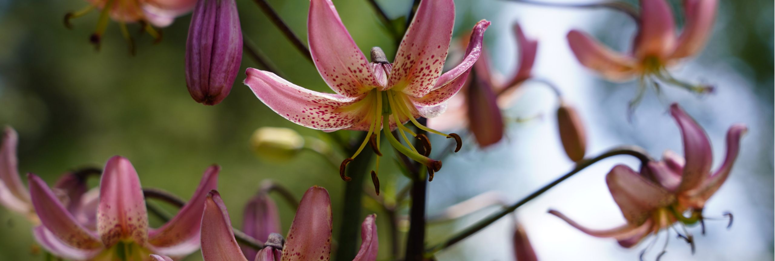 Macro closeup shot of pink orchid flowers
