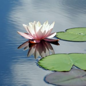 Closeup of water lily floating near lily pads