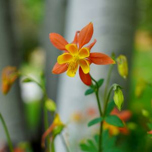 Macro closeup of orange flower