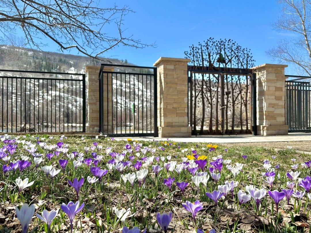 Purple and white crocuses in front of the Core Trail entrance gate