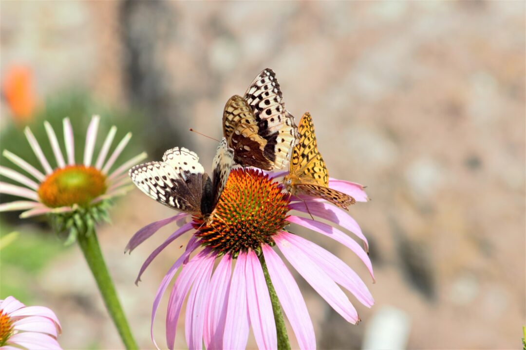 Three butterflies on pink echinacea flower