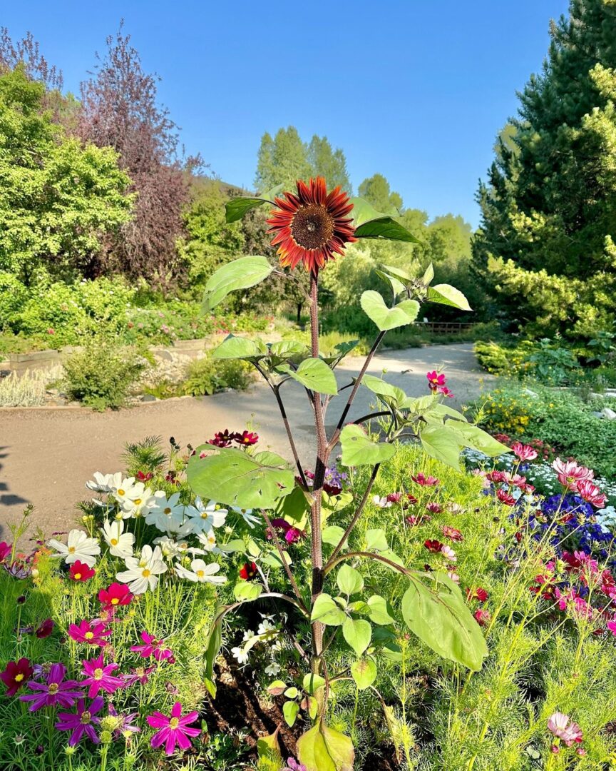Orange sunflower in a flower bed at a park