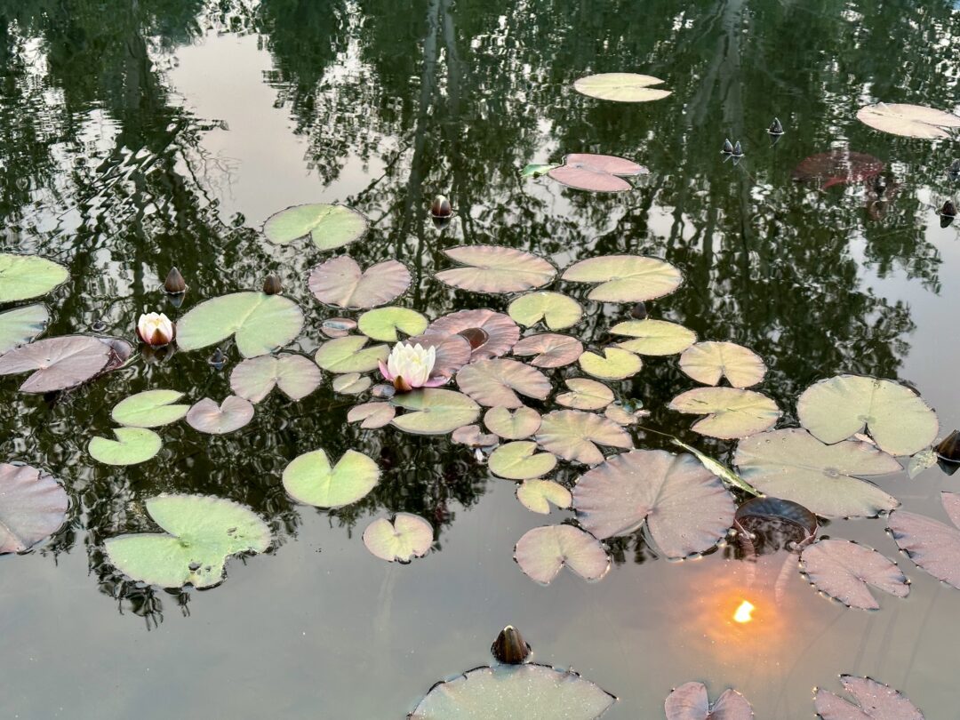 Lily pads floating on a pond reflecting the sun