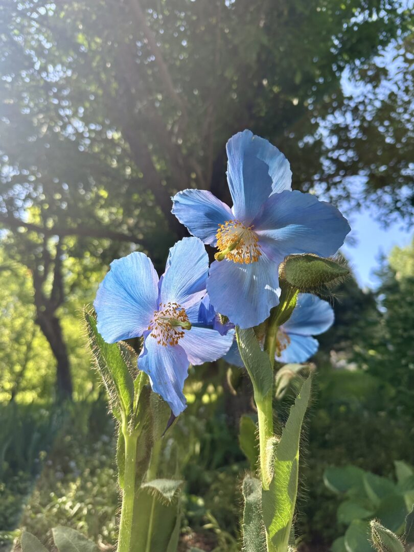 Close-up of a blooming Himalayan blue poppy in sunlight.