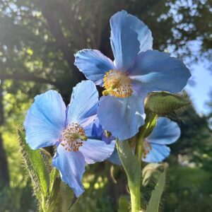 Close-up of a blooming Himalayan blue poppy in sunlight.