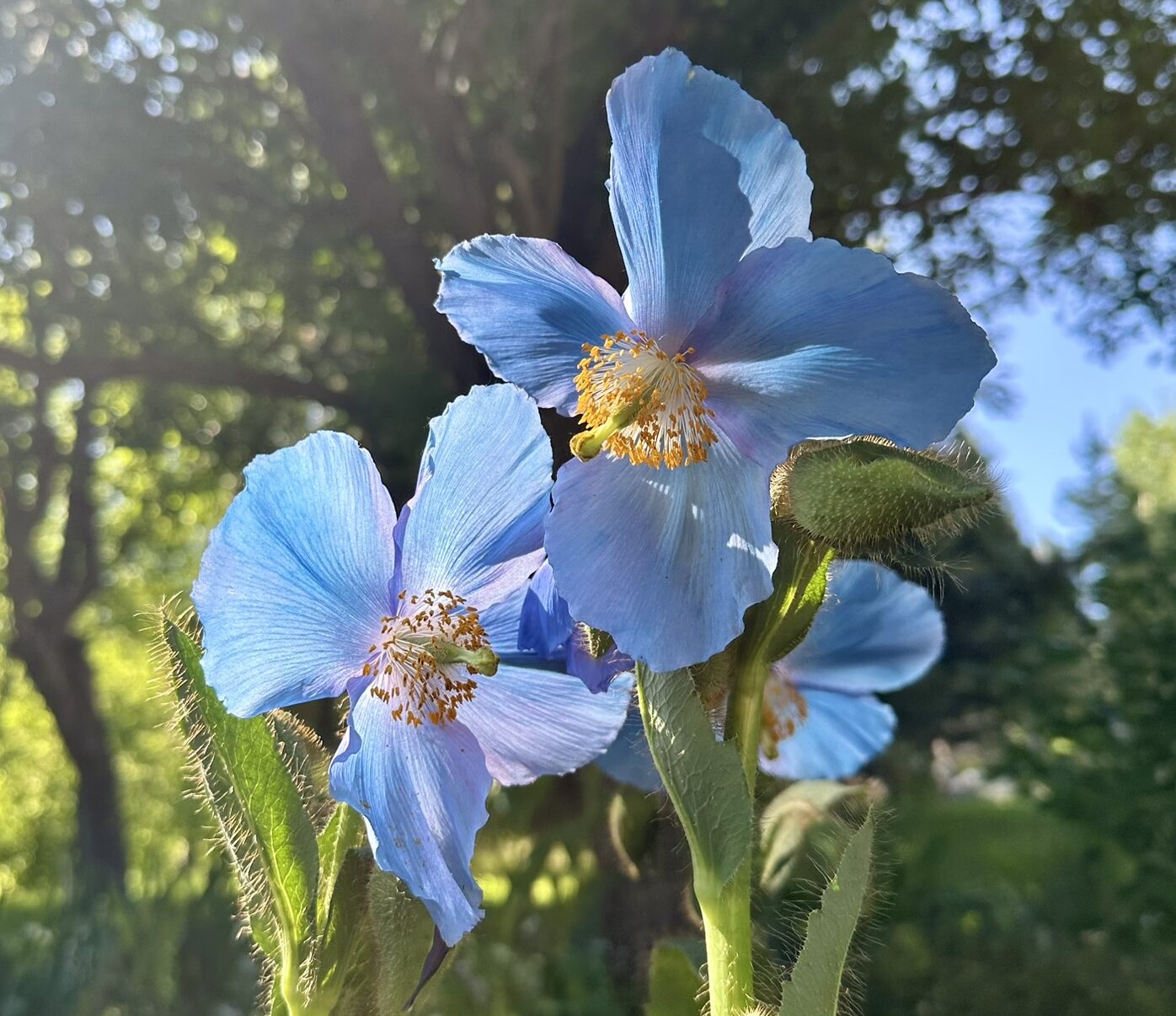 Close-up of a blooming Himalayan blue poppy in sunlight.