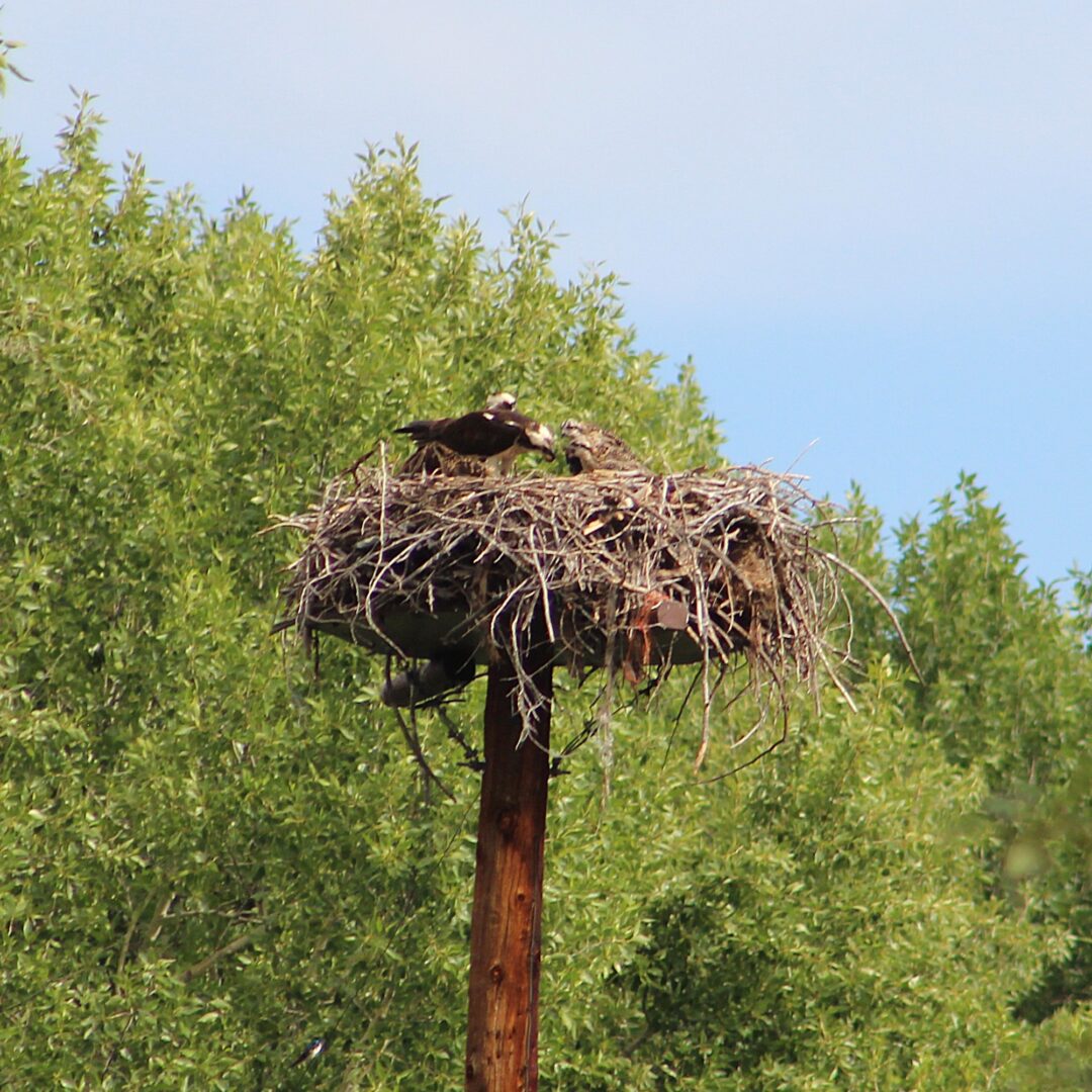 Osprey family in their nest