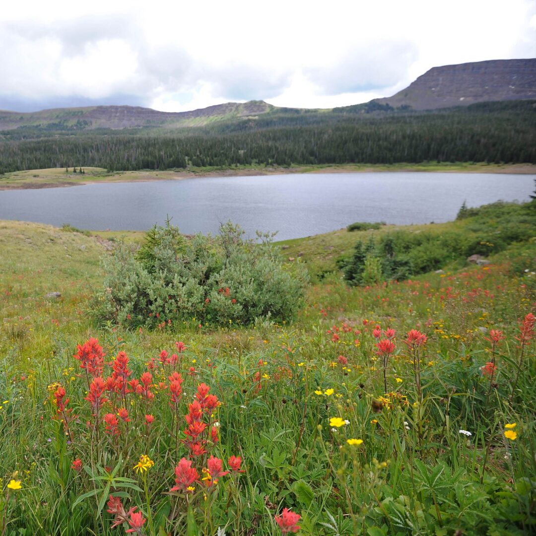 Paintbrush near Stillwater Reservoir in the Flattops