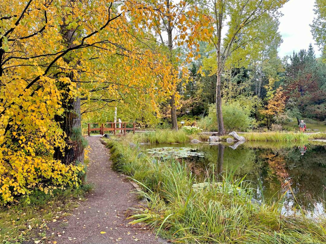 Autumn path with yellow trees leading to a wooden bridge beside a pond.