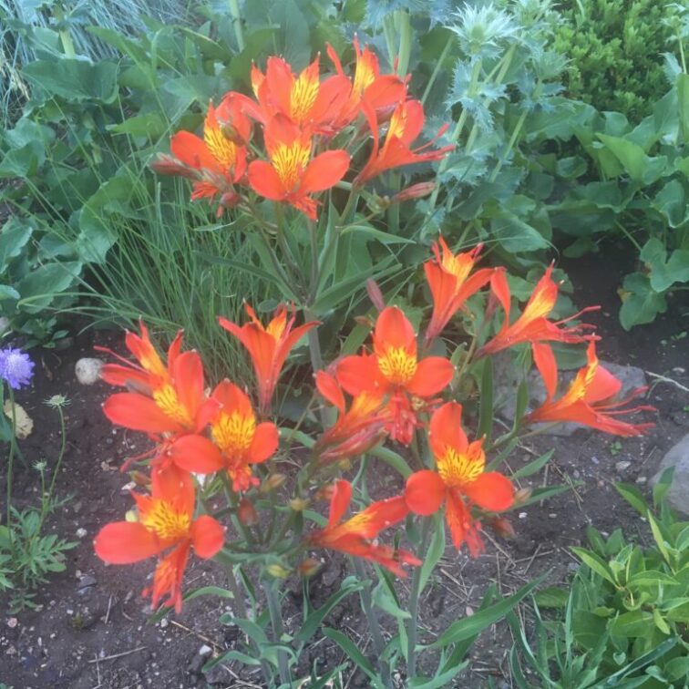 clusters of red and yellow lilies