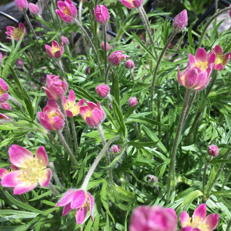 Small pink flowers with five petals each and a light yellow interior