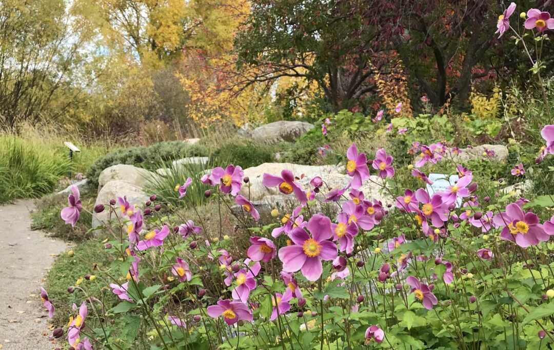 Pink Windflowers in Sascha's Rock Garden