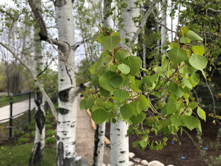 Graceful and luminous tree, with fluttering round leaves that shimmer in the breeze atop smooth white bark.