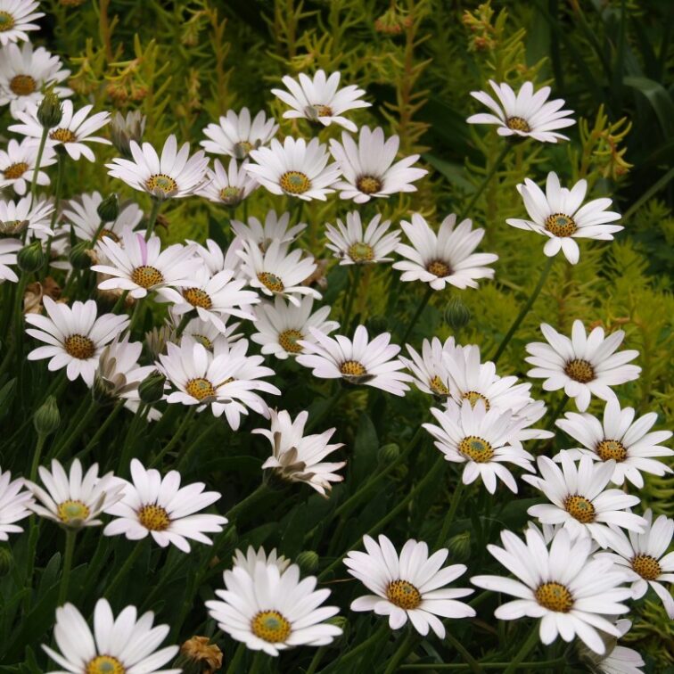 Dazzling white flowers with metallic backing from April through summer with nearly succulent, evergreen foliage.