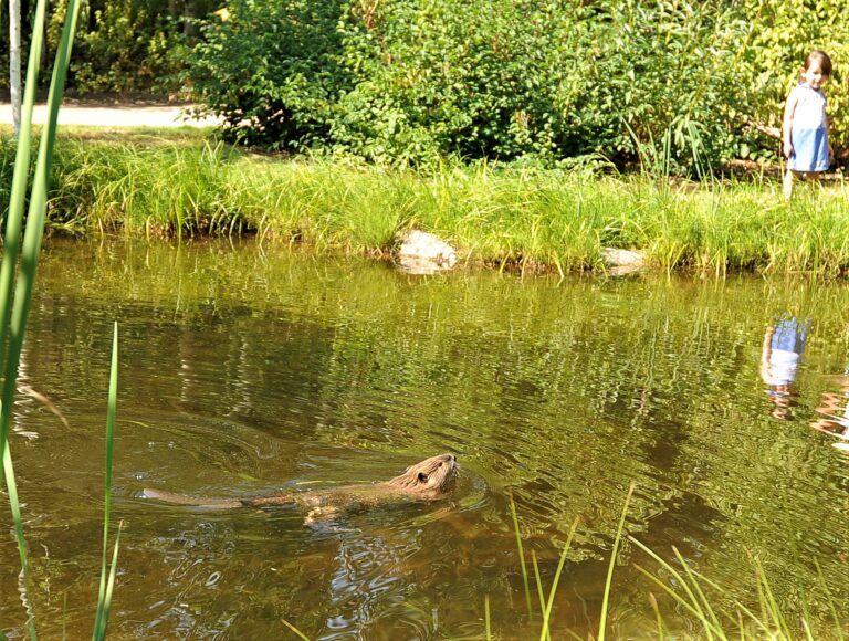 A beaver swimming in a calm pond while a young child watches from the grassy bank on a sunny day.