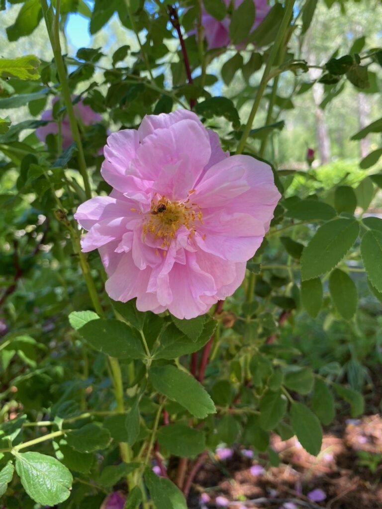 Soft pink wild rose blossom surrounded by green leaves, with a bee gathering pollen in its center.