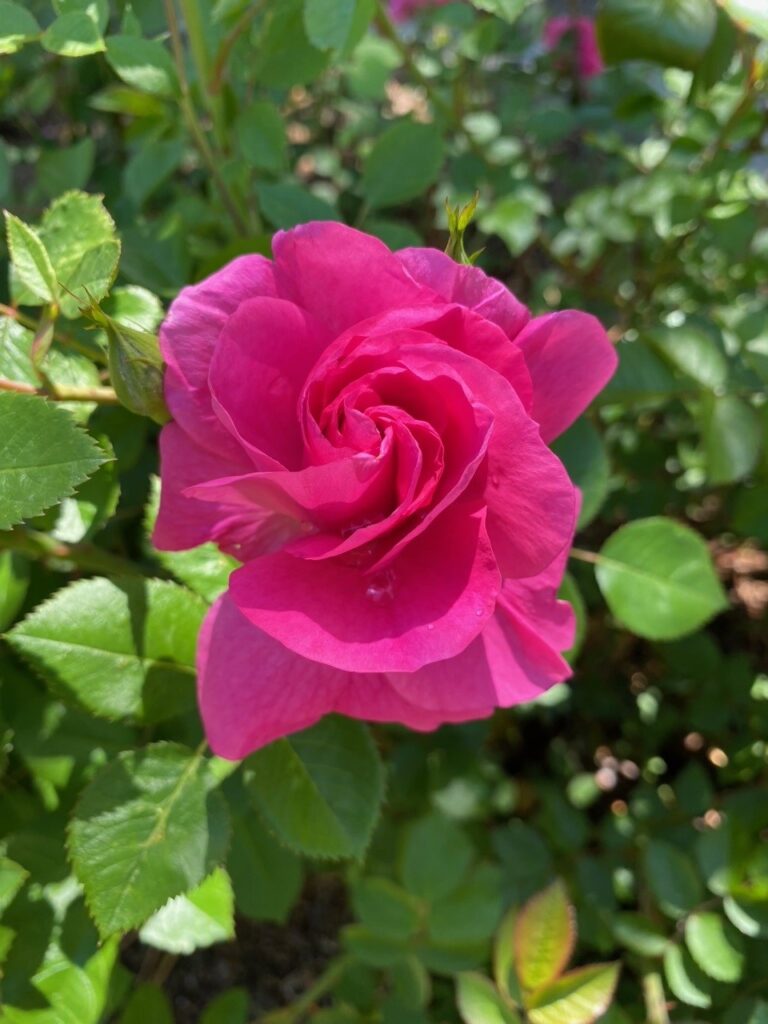 Deep pink rose in full bloom surrounded by glossy green leaves in a sunlit garden.