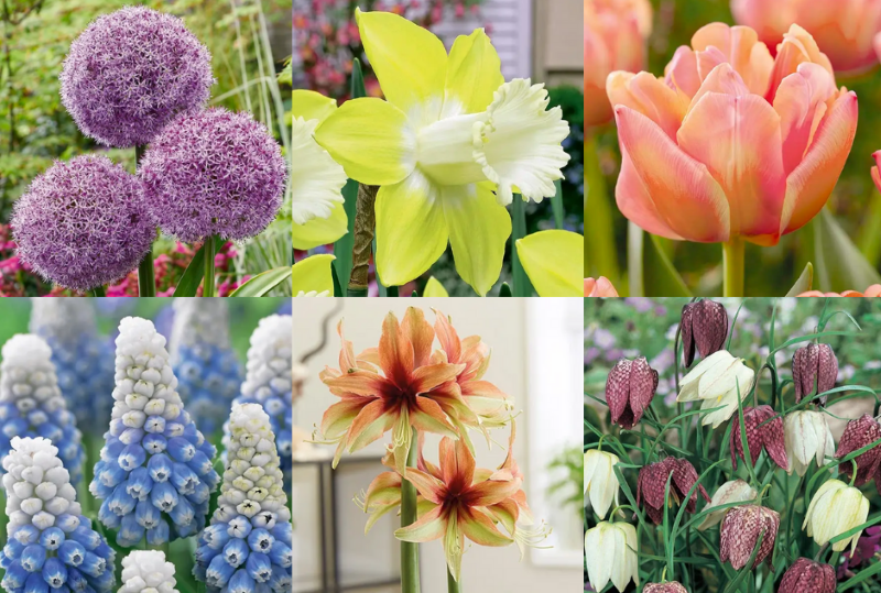 collage of 6 different plants from this year's bulb benefit