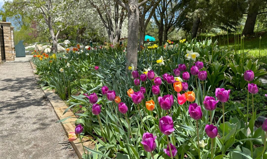 Various tulips in bloom along a garden path