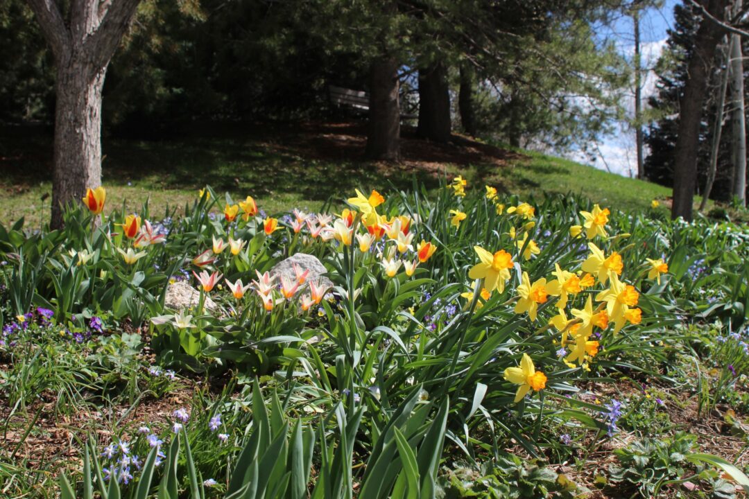 Tulips and daffodils in a garden