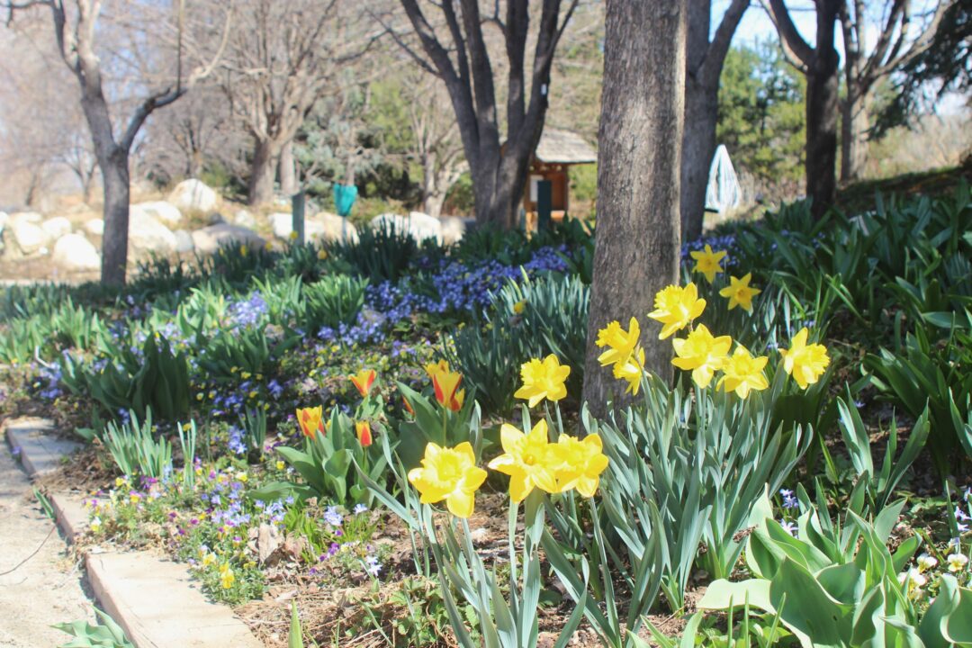 Daffodils and tulips in bulb garden