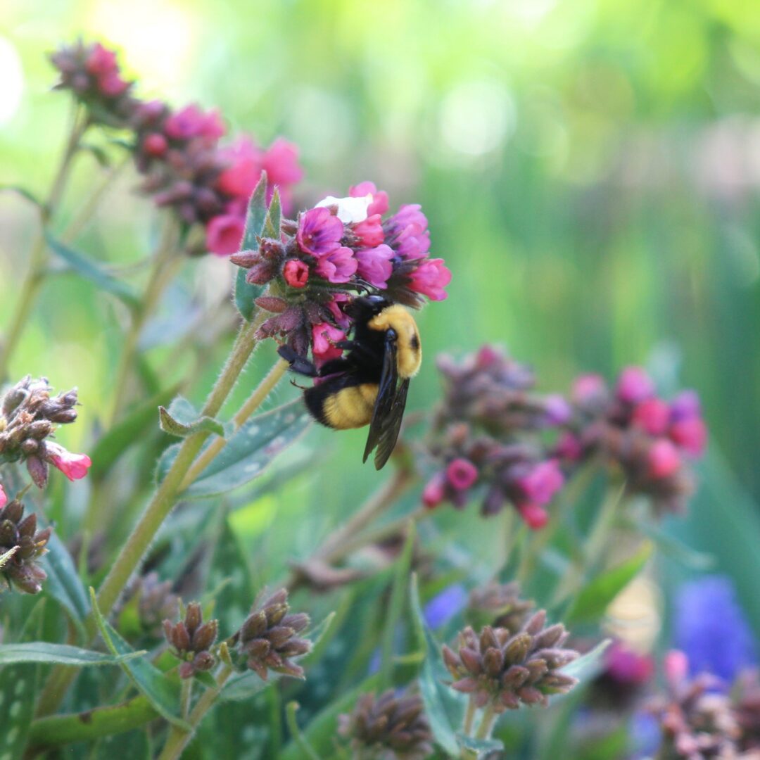 Bumblebee on a Pulmonaria 'Shrimps on the Barbie'