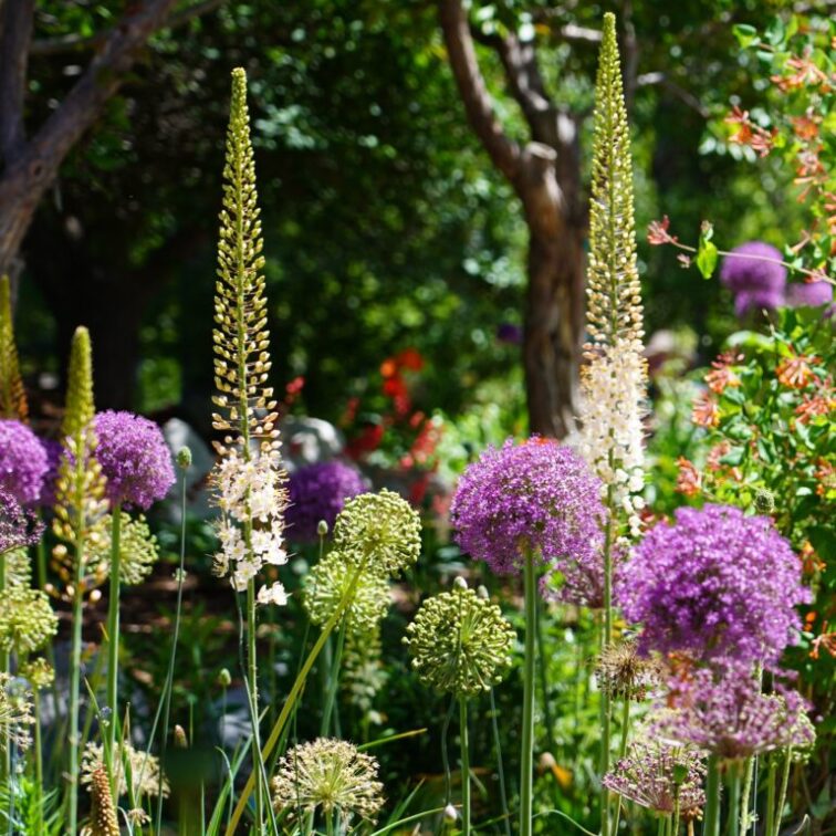 Close up view of pink cone shaped flowers and purple spherical flower