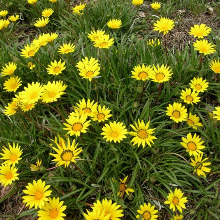 bright yellow flowers with tall, thin, grass-like greenery surrounding