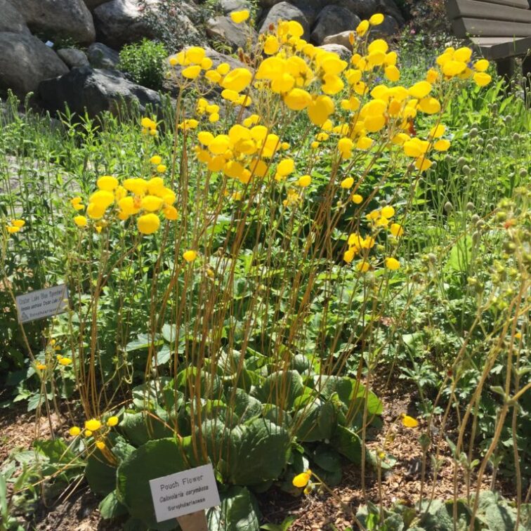 Wavy, fuzzy leaves in tight rosettes topped with round yellow flowers