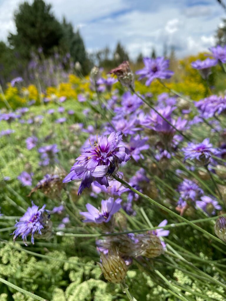 Field of Cupid’s Dart flowers with vibrant purple blooms and feathery green foliage under a partly cloudy sky.