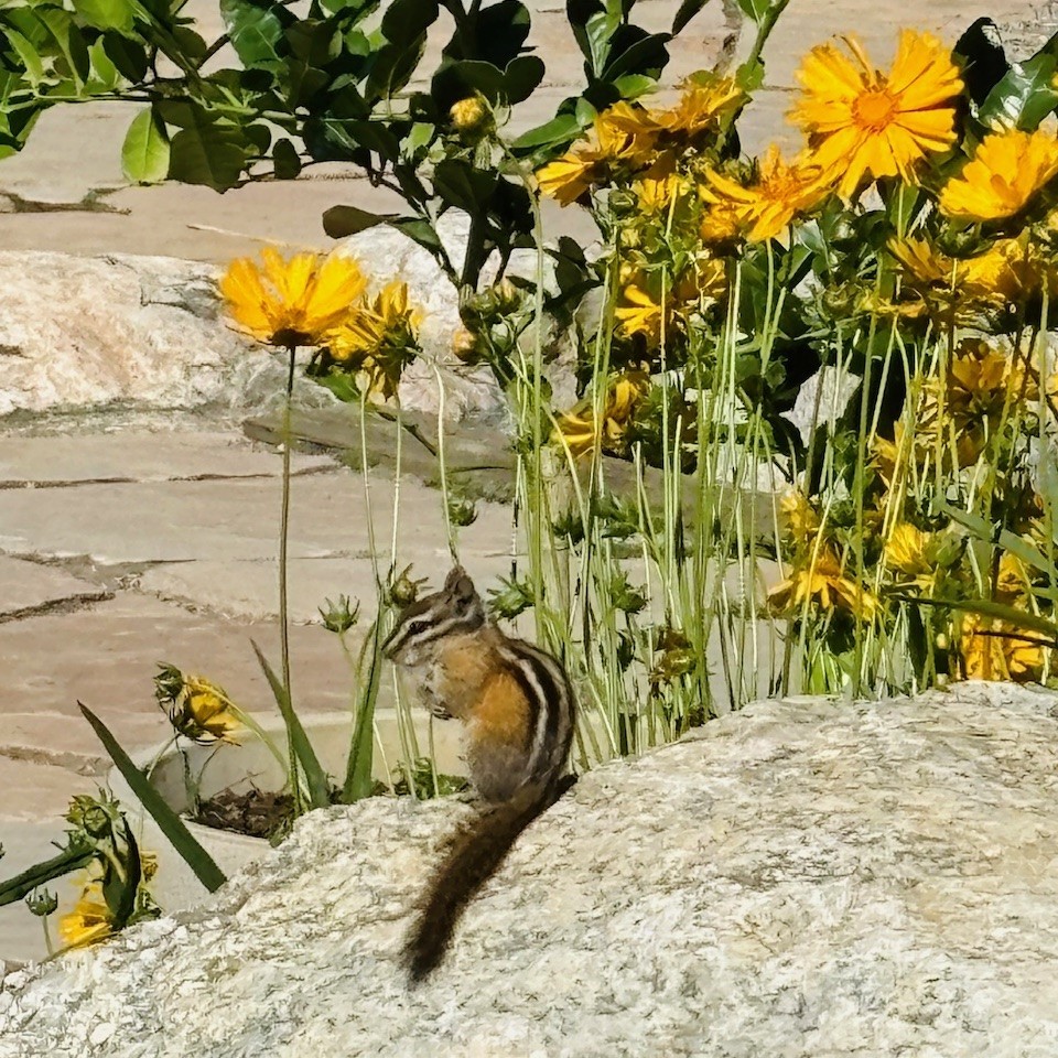 Chipmunk sitting on a large rock beside tall yellow wildflowers in a sunny garden area.