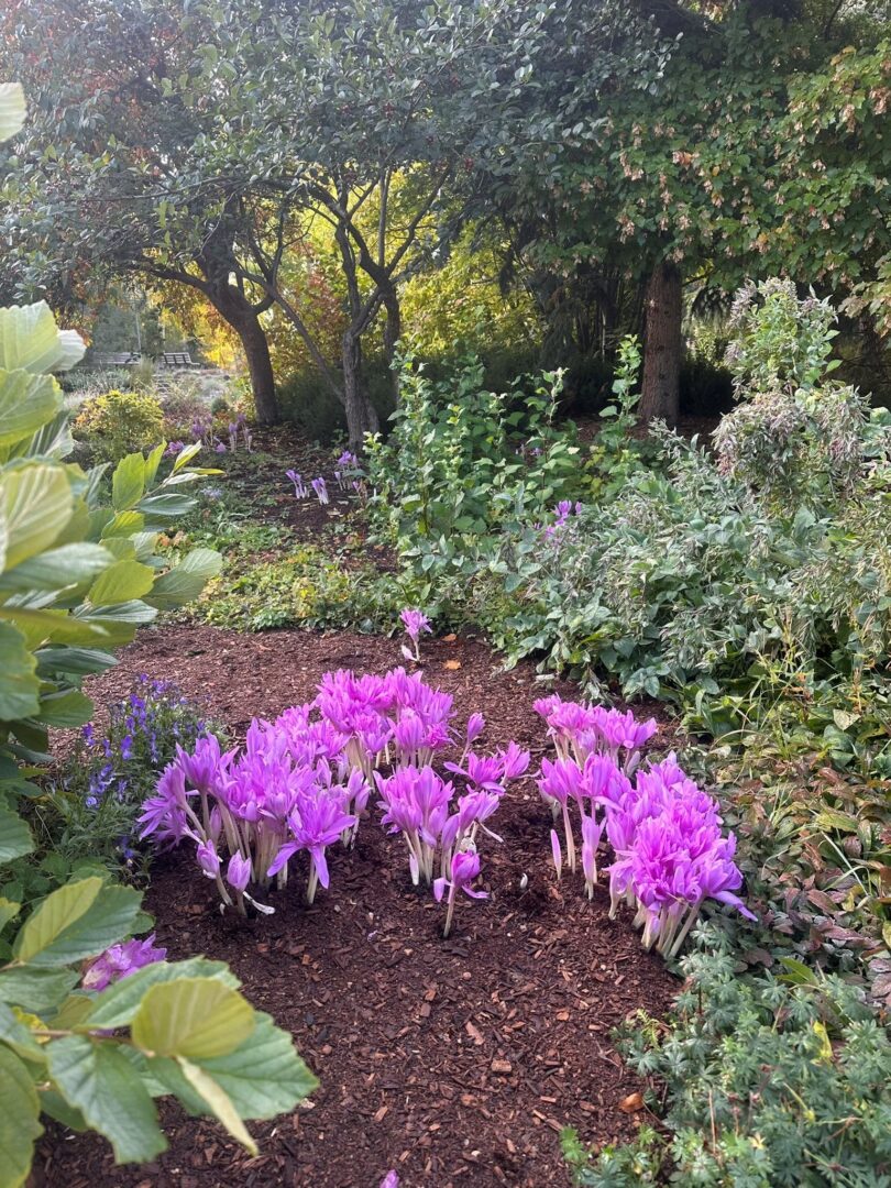 Autumn crocus colchicum in Arbor Garden beneath trees