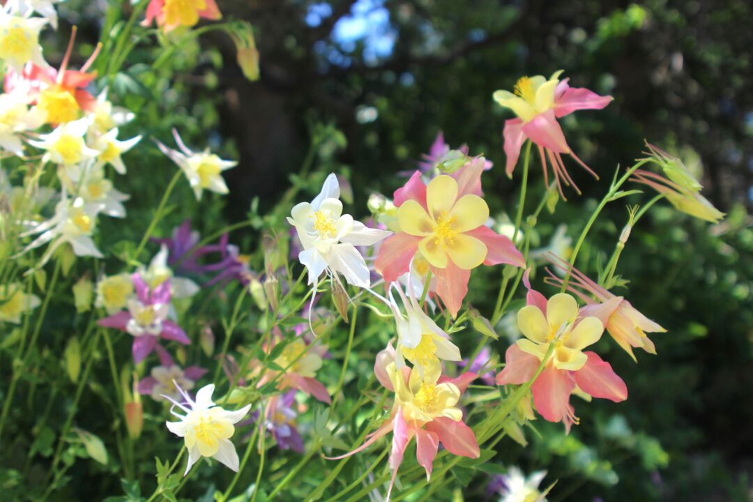 Variety of columbine flowers