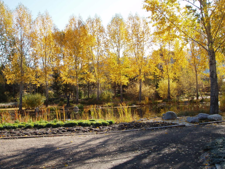 A fast-growing tree with slim, pointed leaves and a loose, upright form that casts dappled shade.