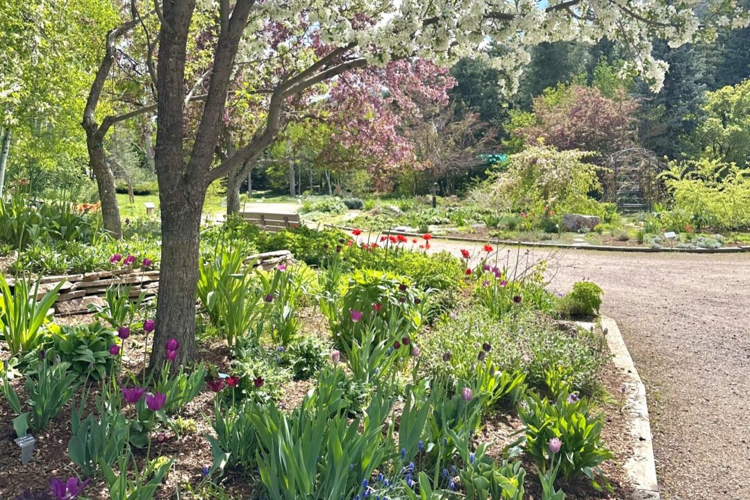 Springtime blooms in the Purple Garden beneath a white blossoming crabapple