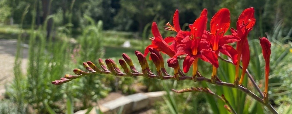 Bright red flowers growing out of a thick stem that stretches horizontally. Flowers towards the base of the stem are more mature while buds near the end of the stem have not yet bloomed