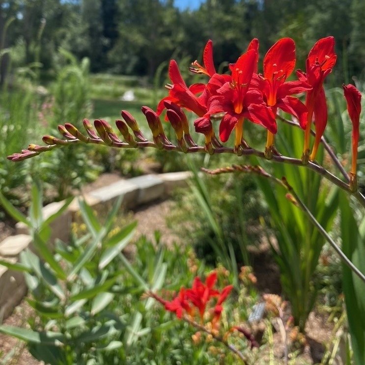 Bright red Crocosmia flowers in bloom on a curved stem, with green foliage and garden path in the background.