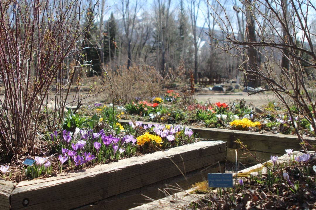 Crocuses and tulips blooming in raised flower beds
